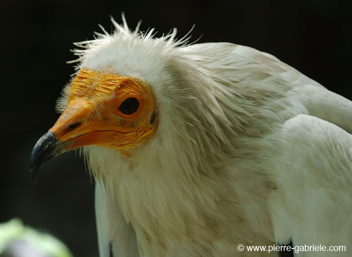 percno_9896.jpg