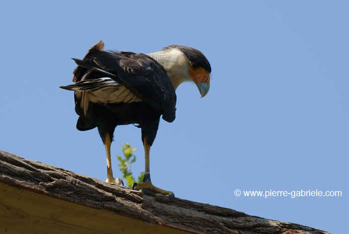 caracara_1286.jpg