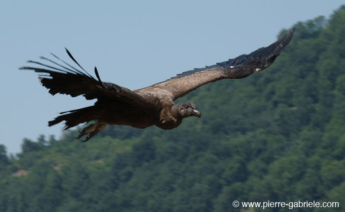 condor_1221.jpg