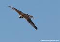 faucon_1417