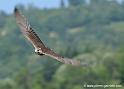 faucon_1435
