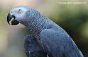 grisdugabon_1520