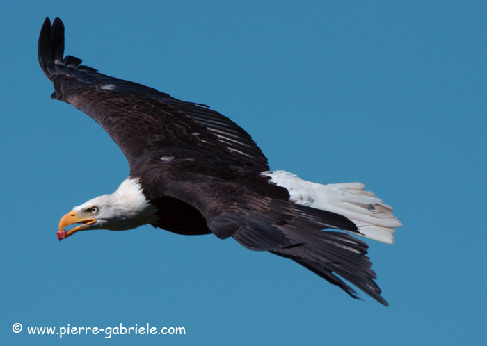 aigle_3838.jpg