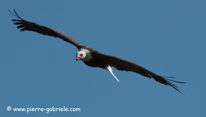 aigle_3841.jpg