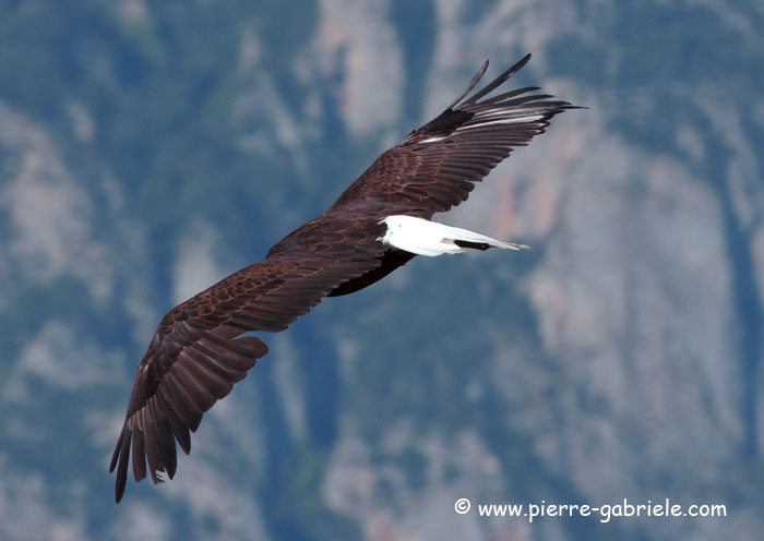 aigle_3851.jpg