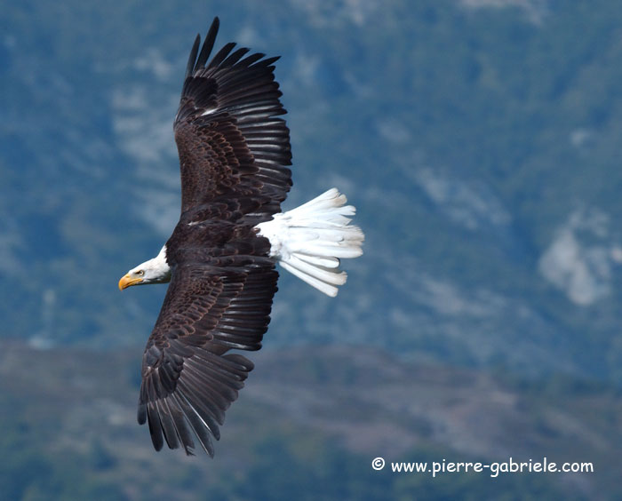 aigle_3852.jpg