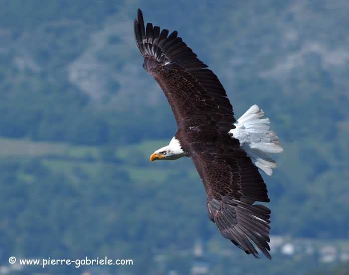 aigle_3853.jpg