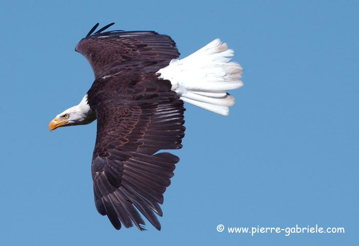 aigle_3855.jpg