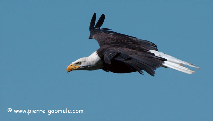 aigle_3856.jpg