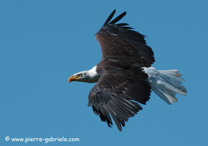 aigle_3858.jpg