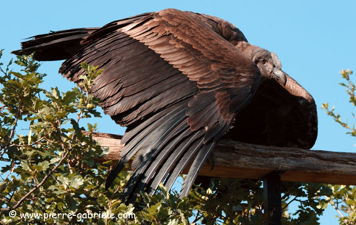 condor_3963.jpg