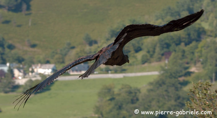 condor_4139.jpg