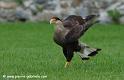 caracara_3526