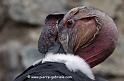 condor_3467