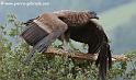 condor_3592