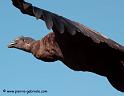 condor_3962