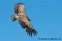 fauve_3772