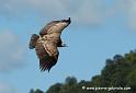 fauve_3781