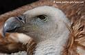 fauveportrait_3645