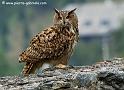grandduc_3586
