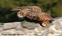 grandduc_4131