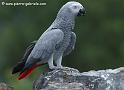 gris_3637