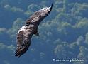 vautourfauve_3975