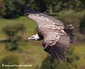 vautourfauve_3990