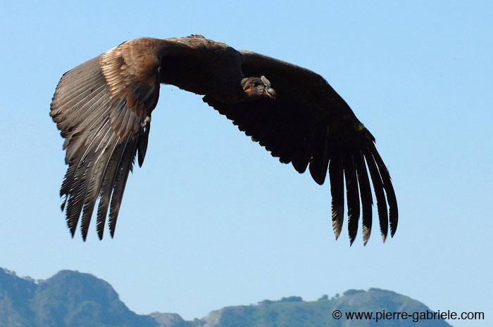 condor_2480.jpg