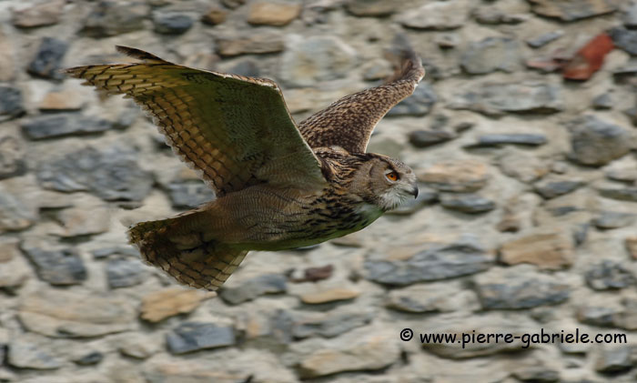 grandduc_0462.jpg