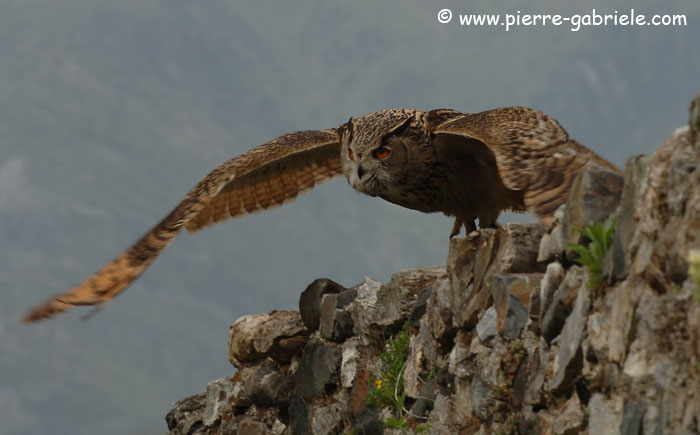 grandduc_1564.jpg