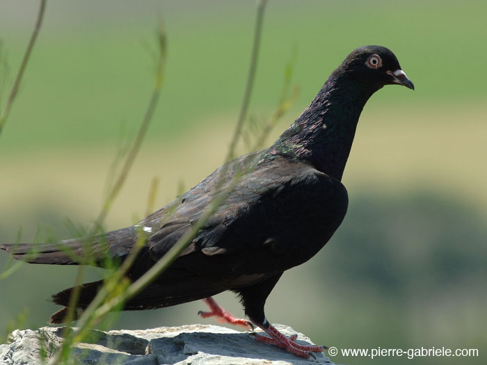 pigeon_2676.jpg