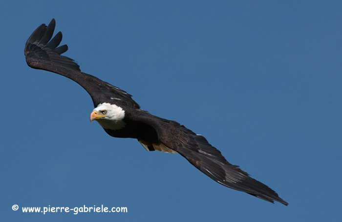 aigleamericain_2379.jpg
