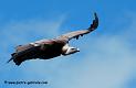 vautour_1125