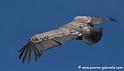 vautourfauve_7498