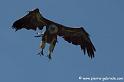 vautourfauve_7514