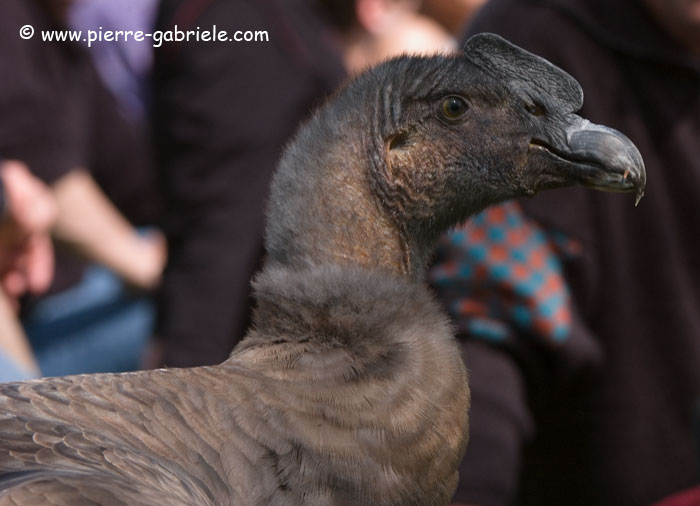 condor_5004.jpg