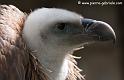 vautourfauve_4929
