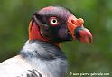vautourpape_4937