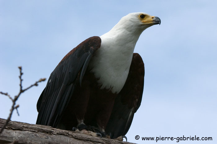 aiglepecheur_4950.jpg