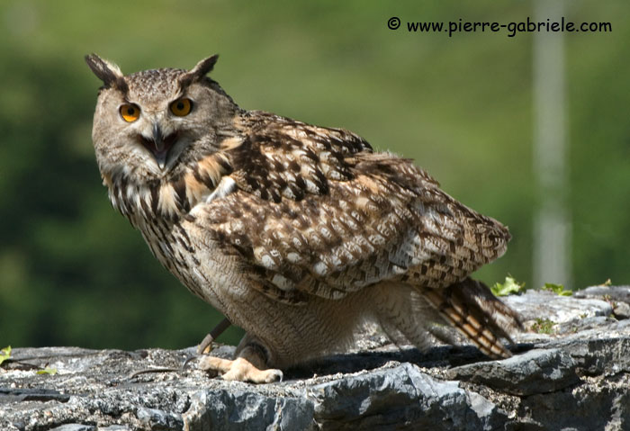 grandduc_7484.jpg