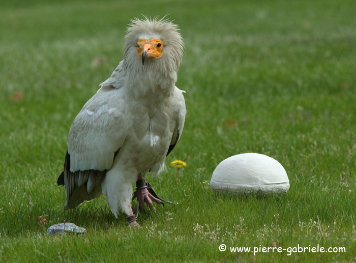 percnoptere_4958.jpg