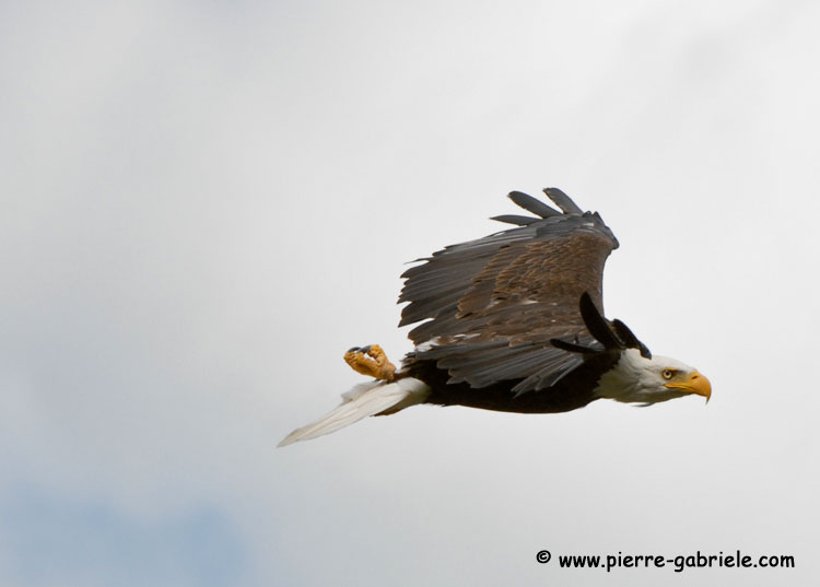 aigleamericain_4940.jpg