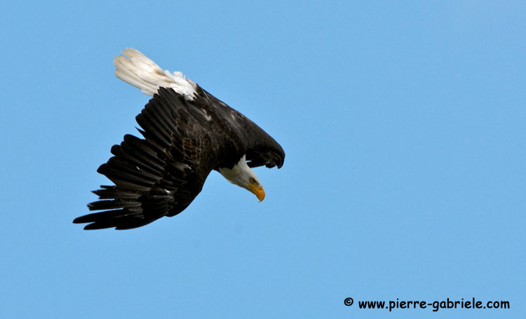 aigleamericain_4943.jpg