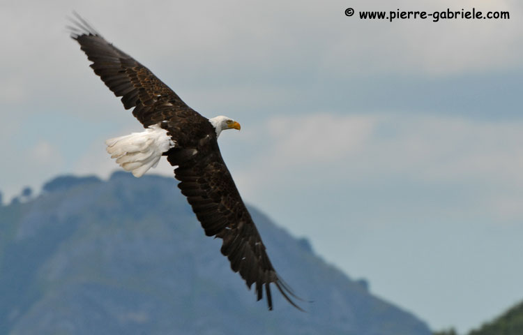aigleamericain_4989.jpg