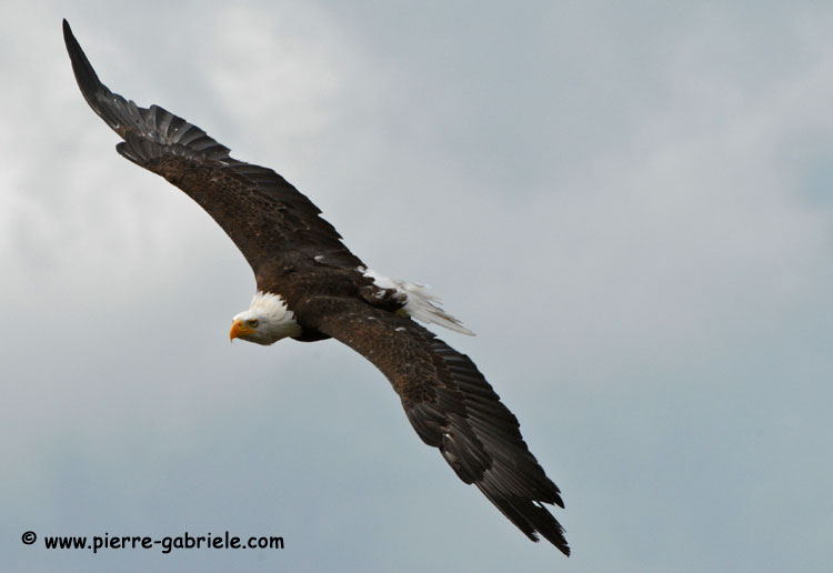 aigleamericain_4994.jpg