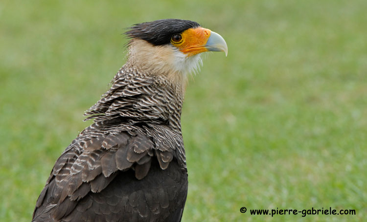 caracara_5060.jpg