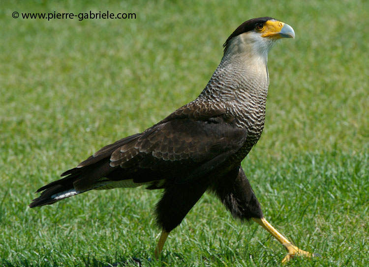 fauconcaracara_1671.jpg