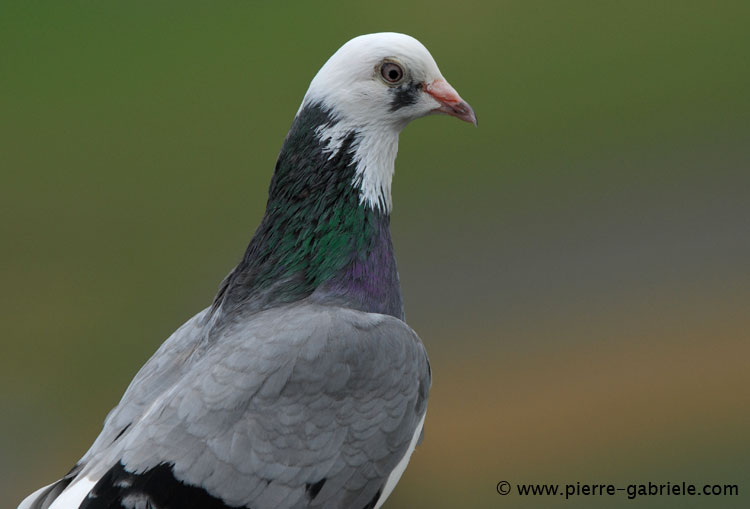 pigeon_3052.jpg