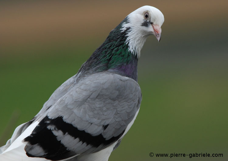 pigeon_3053.jpg